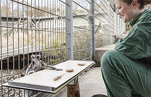 A PhD student conducts an experiment on cognition with a ring-tailed lemur (Lemur catta). Photo: Thomas Steuer