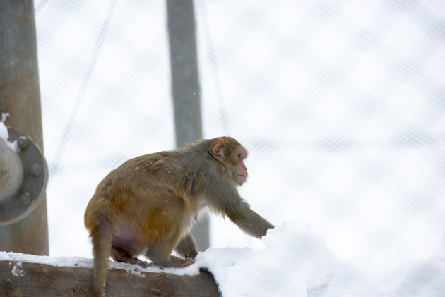 Ein Rhesusaffe in der Tierhaltung des Deutschen Primatenzentrums streckt die Hand nach dem Schnee aus, eine natürliche Handlung, die derjenigen der Affen im Experiment ähnelt, die nach den Futterpellets greifen. Foto: Karin Tilch