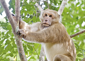 A male Assamese macaque on the watch in Phu Khieo Wildlife Sanctuary, Thailand. Photo: Oliver Schülke