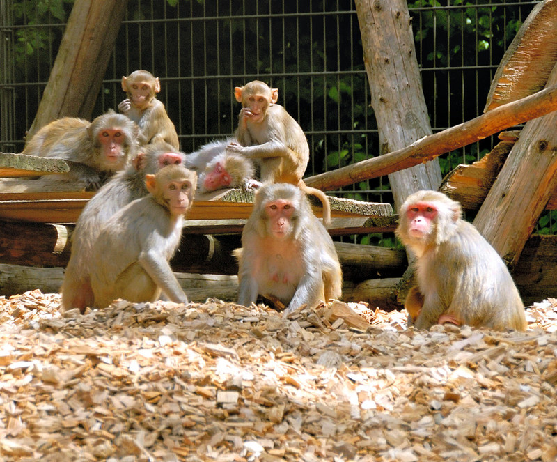 Rhesusaffen (Macaca mulatta) in der Tierhaltung am Deutschen Primatenzentrum. Foto: Margrit Hampe